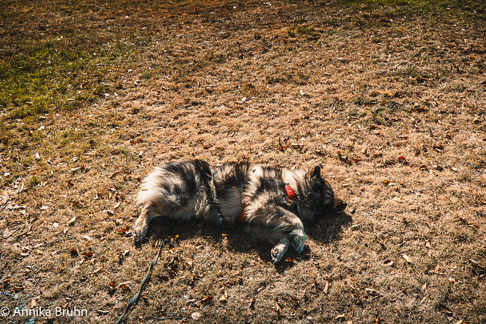 Wir sind wieder hier in meinem Revier